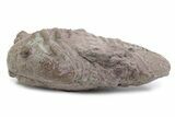 Bargain, Fossil Asaphus Expansus Trilobite - Russia #363196-2
